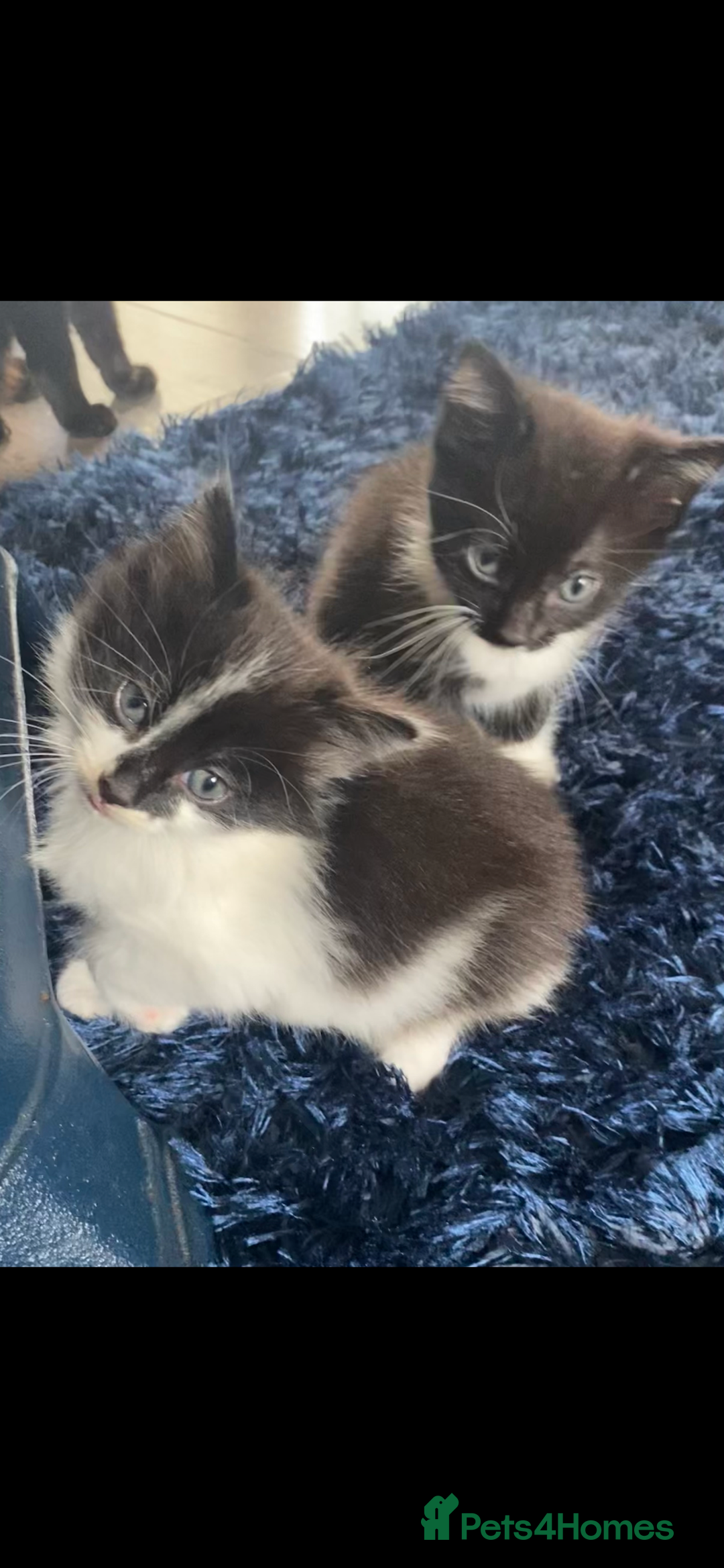 Ragdoll cats for sale: Ragdoll X kittens  - Image 9