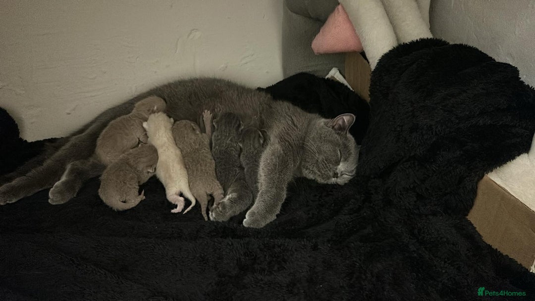 Scottish Fold cats for sale: ✨British Shorthair x Scottish Fold Kittens✨️ - Image 4