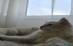 Ragdoll cats for sale: 🐾🌸STUNNING KITTENS| ONE LEFT!|🌸🐾 - Image 8