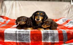 Miniature Dachshund dogs for sale: STUNNING CHOCOLATE LONG HAIRED BOYS - Image 7