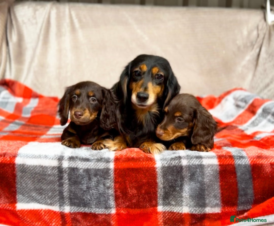 Miniature Dachshund dogs for sale: STUNNING CHOCOLATE LONG HAIRED BOYS - Image 7