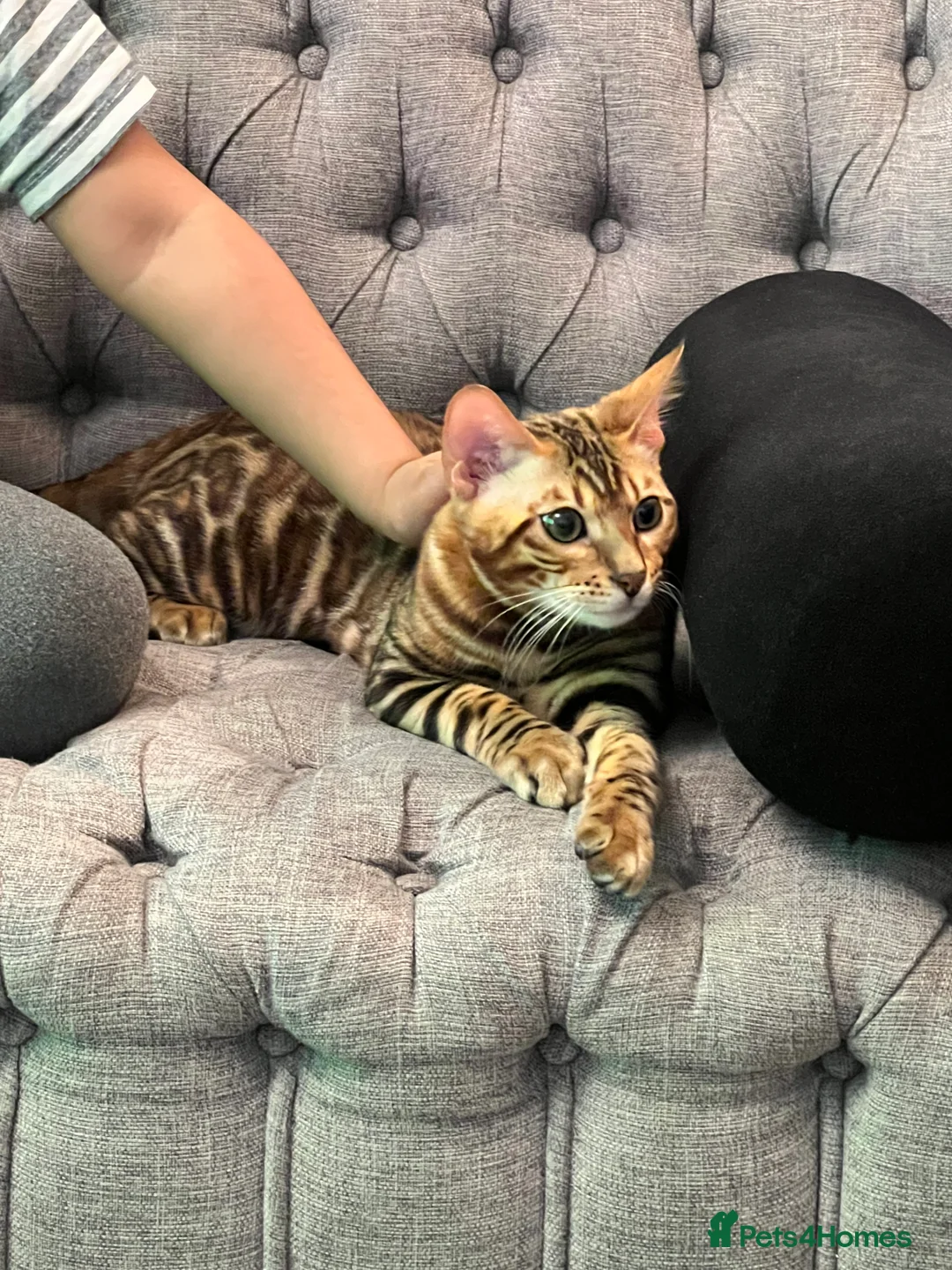 Bengal cats for sale: Bengal kitten with gorgeous patterns  - Advert 2