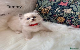 Ragdoll cats for sale: Beautiful champion lines purebred Ragdoll kittens - Image 16