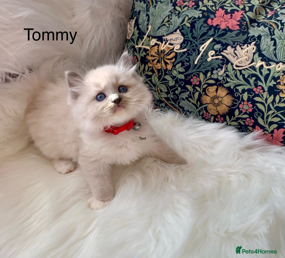 Ragdoll cats for sale: Beautiful champion lines purebred Ragdoll kittens - Image 16