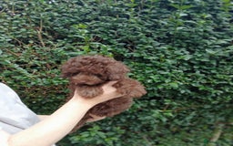Toy Poodle dogs for sale:  🐩 Tiny Chocolate Toy Poodle – Ready in 2 Weeks! - Image 10