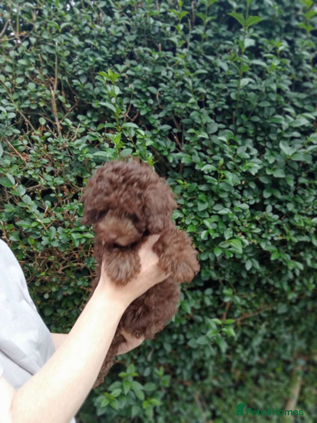 Toy Poodle dogs for sale:  🐩 Tiny Chocolate Toy Poodle – Ready in 2 Weeks! - Image 10