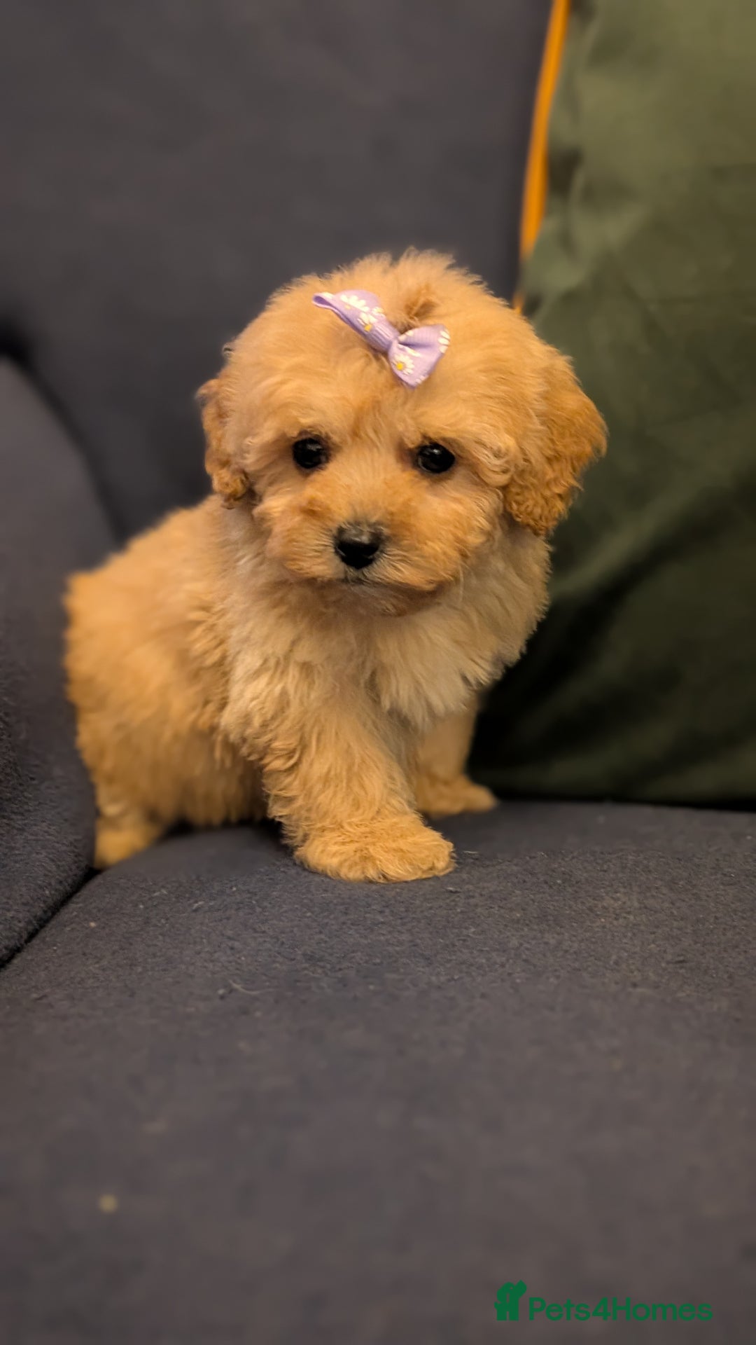 Shihpoo dogs for sale: Stunning Toy Shihpoos puppies  - Advert 2