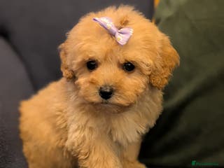 Shihpoo dogs Stunning Toy Shihpoos puppies - Advert 1