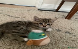 European cats for sale: 8 weeks old - kittens  - Image 20