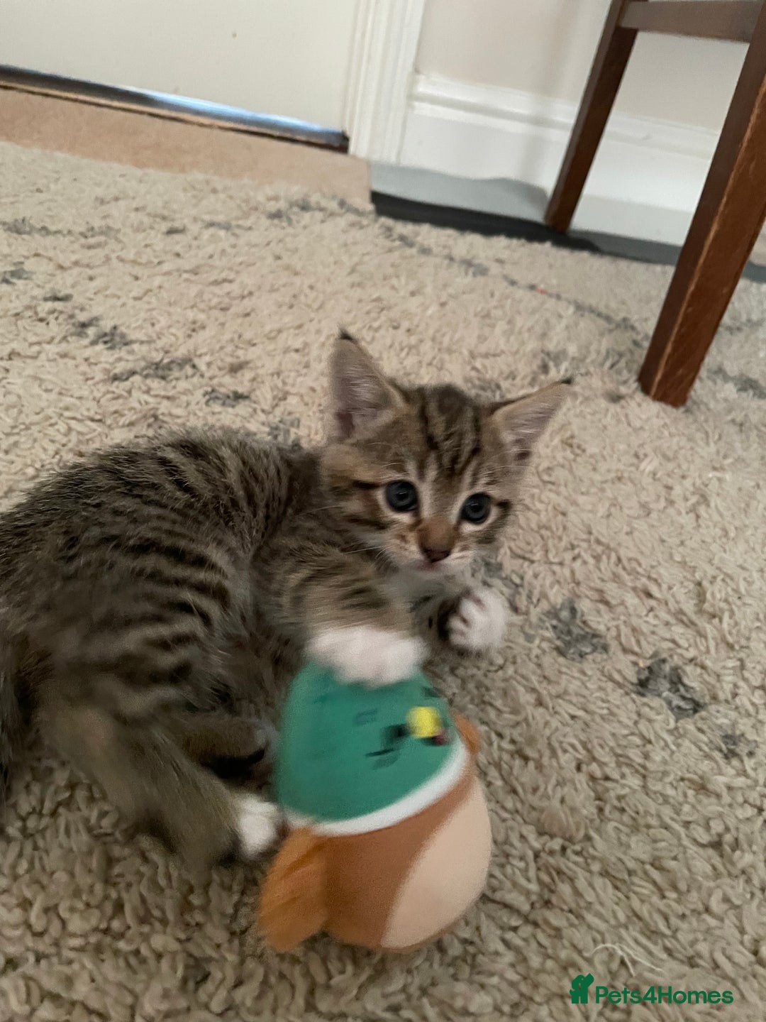 European cats for sale: 8 weeks old - kittens  - Image 20