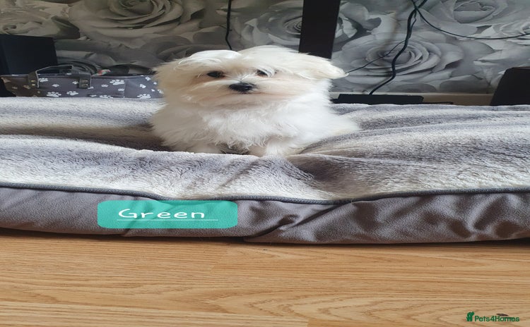 Havanese dogs - Advert 1