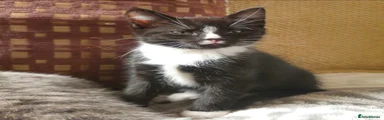 Tuxedo Boy