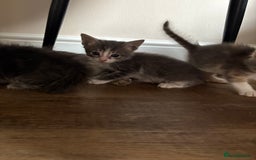 Domestic Shorthair cats for sale: Half bengal - Image 8