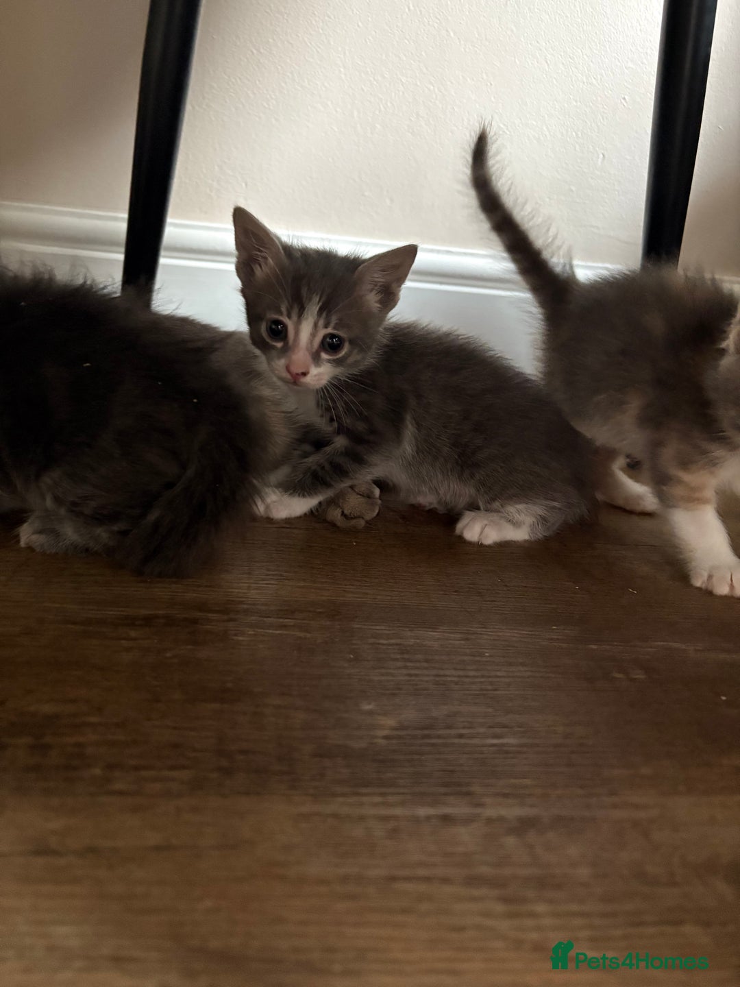 Domestic Shorthair cats for sale: Half bengal - Image 8