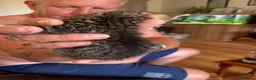Mixed Breed cats for sale: Beautiful kittens with very unusual markings  - Advert 7