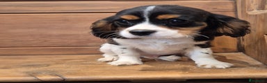 Cavalier King Charles Spaniel Puppy 3