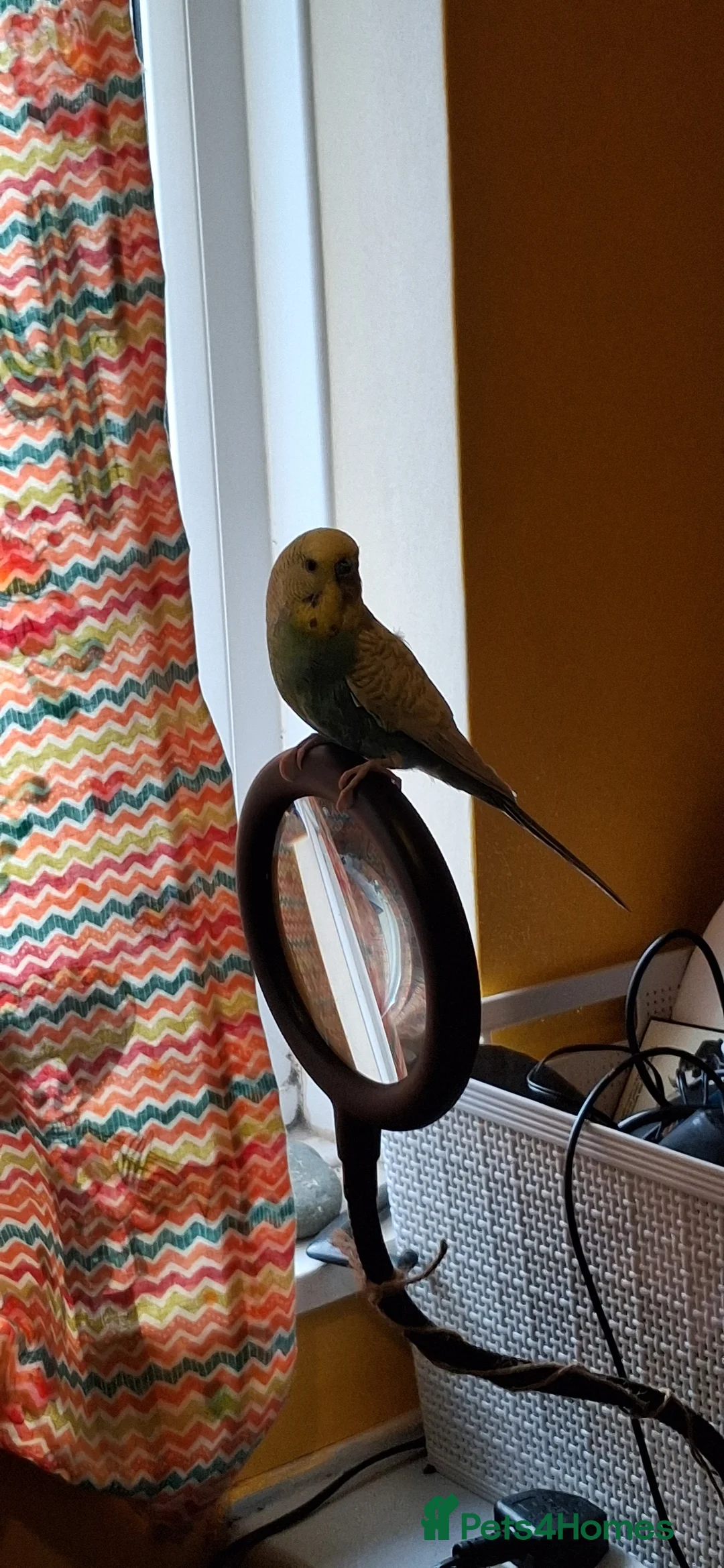 Budgerigars birds for sale: Budgie for sale  - Advert 3