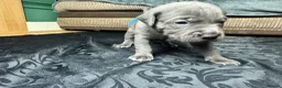 Mixed Breed dogs for sale: American Bull Staffy Puppies in Ramsgate - Advert 13