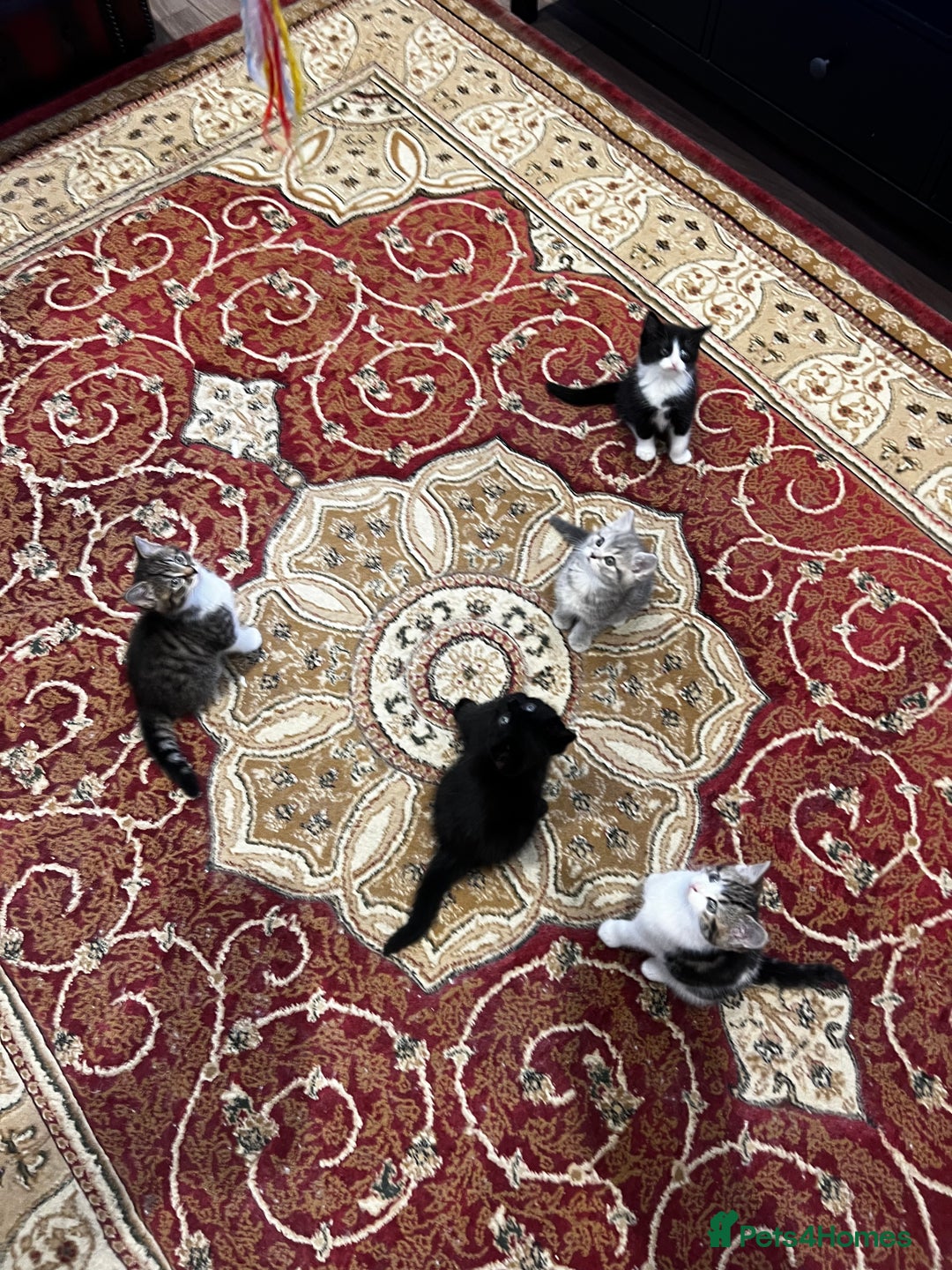 American Shorthair cats for sale: Adorable Tabby Kittens – Ready for Forever Homes - Advert 1