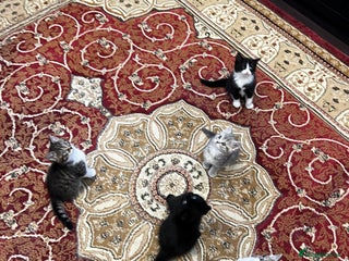 American Shorthair cats Adorable Tabby Kittens – Ready for Forever Homes - Advert 3