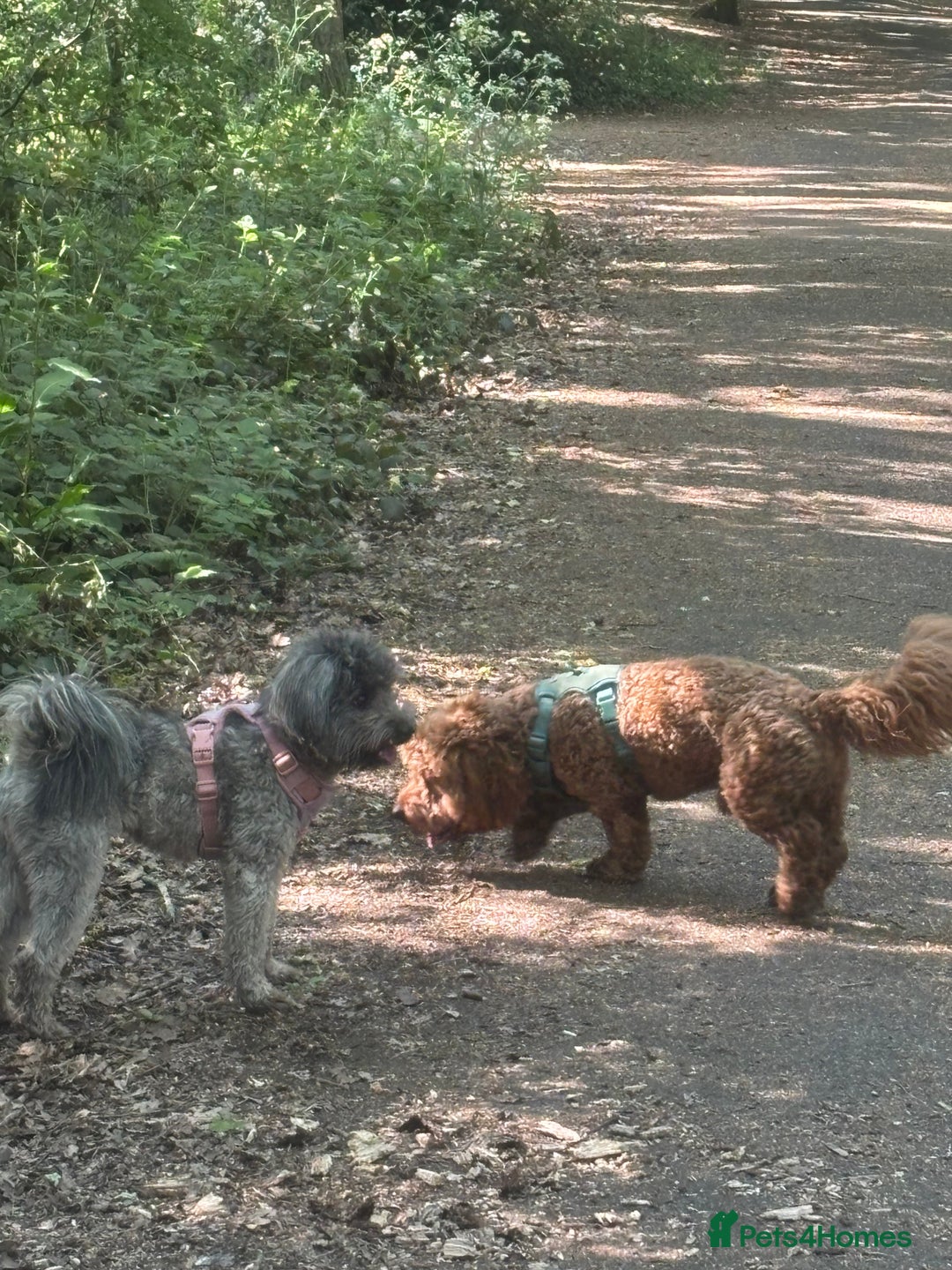 Mixed Breed dogs for sale: Last dog left - Advert 13