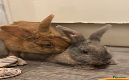 Rex rabbits for sale: Rex X Mini Lop Bunnies for Sale – Bonded Siblings - Image 4