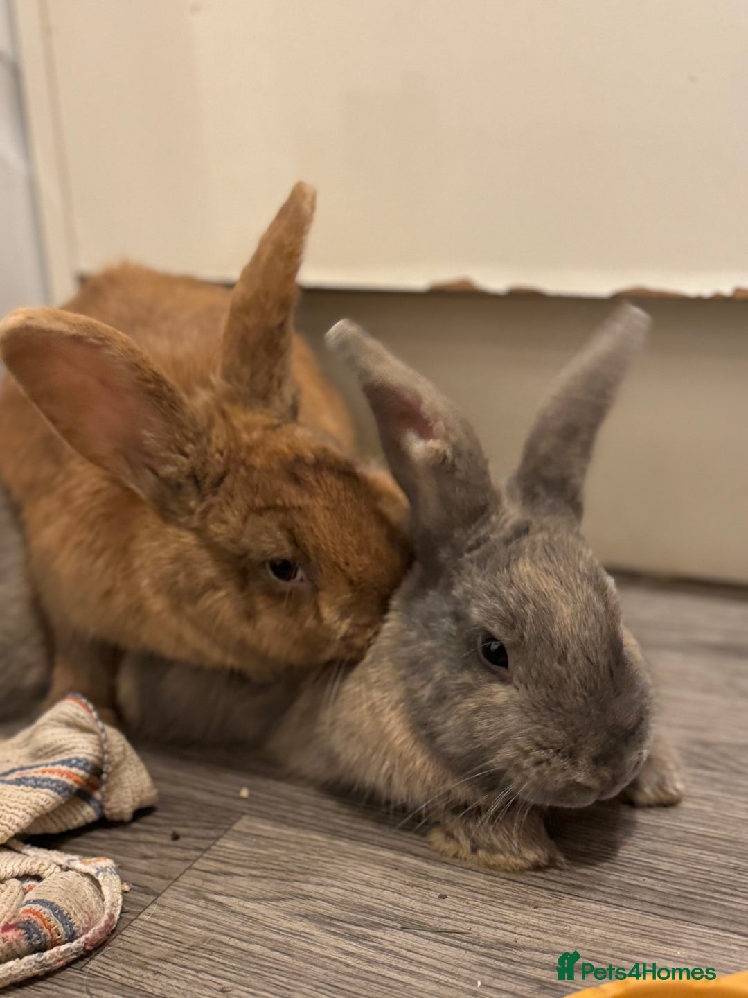 Rex rabbits for sale: Rex X Mini Lop Bunnies for Sale – Bonded Siblings - Image 4
