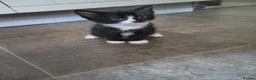 Mixed Breed cats for sale: 4 adorable kittens looking for a home. - Advert 3