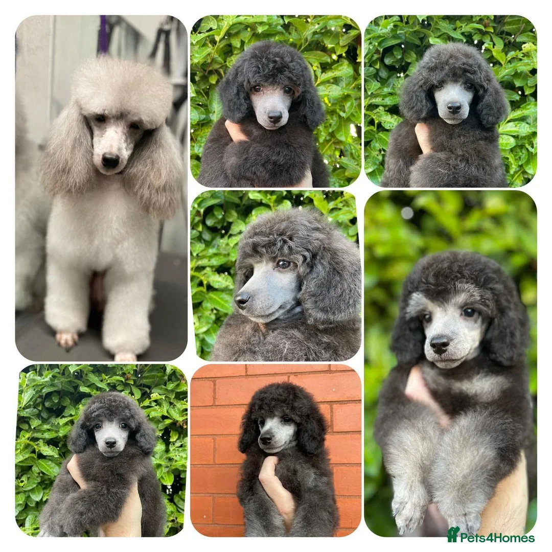 Miniature Poodle dogs for stud: RUSSIAN IMPORTED MINI SILVER POODLE STUD in Wigan - Advert 10