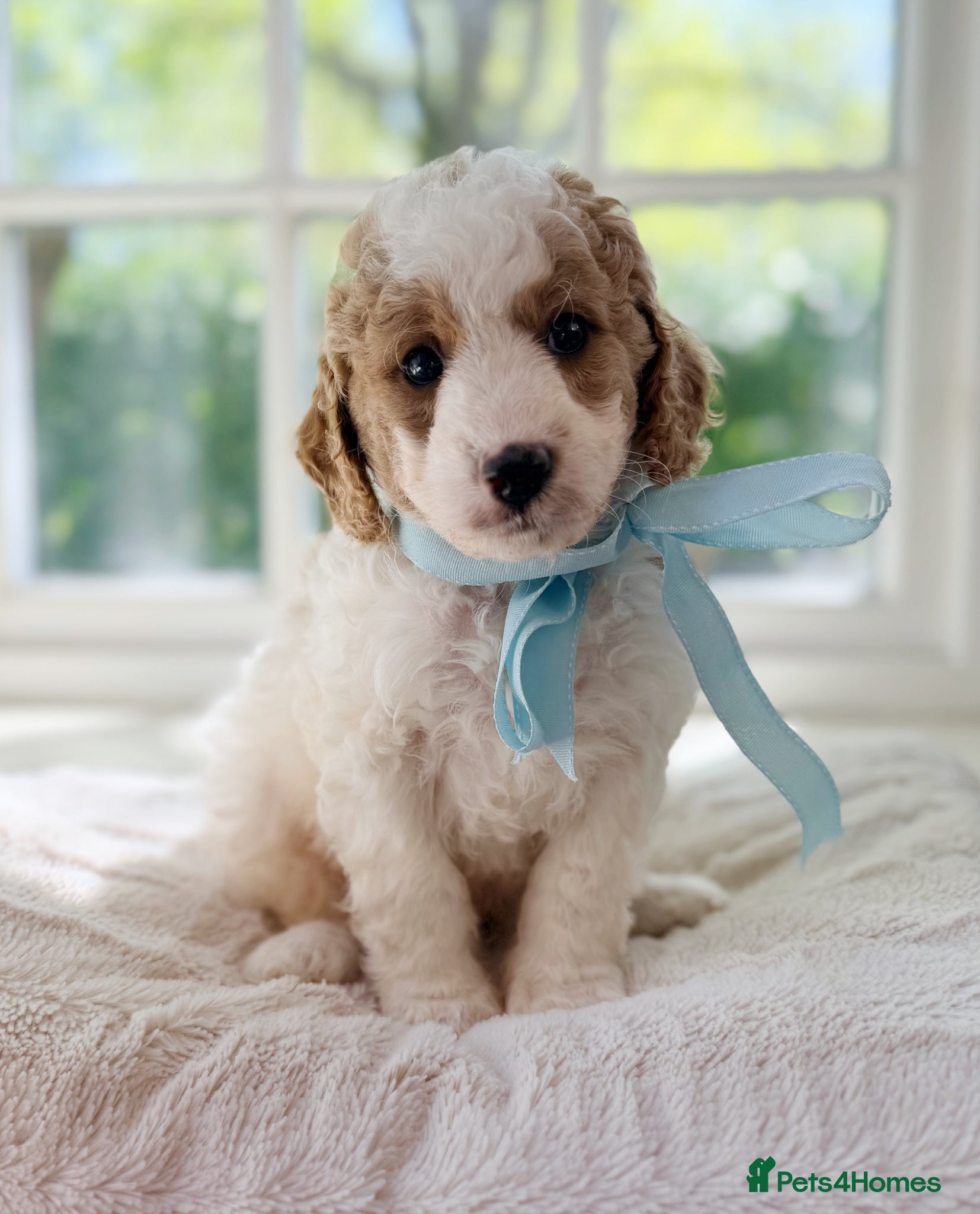 Cavapoo dogs for sale: Last curly boy stunning markings 🐶🐾  - Advert 1