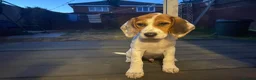 Beagle dogs for sale: Male Beagle Puppy  - Advert 5