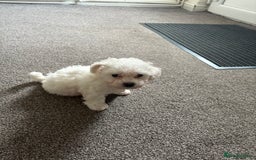 Bichon Frise dogs for sale: Bichon frise - Image 9