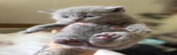 British Shorthair cats for sale: British blue Kittens  - Advert 23