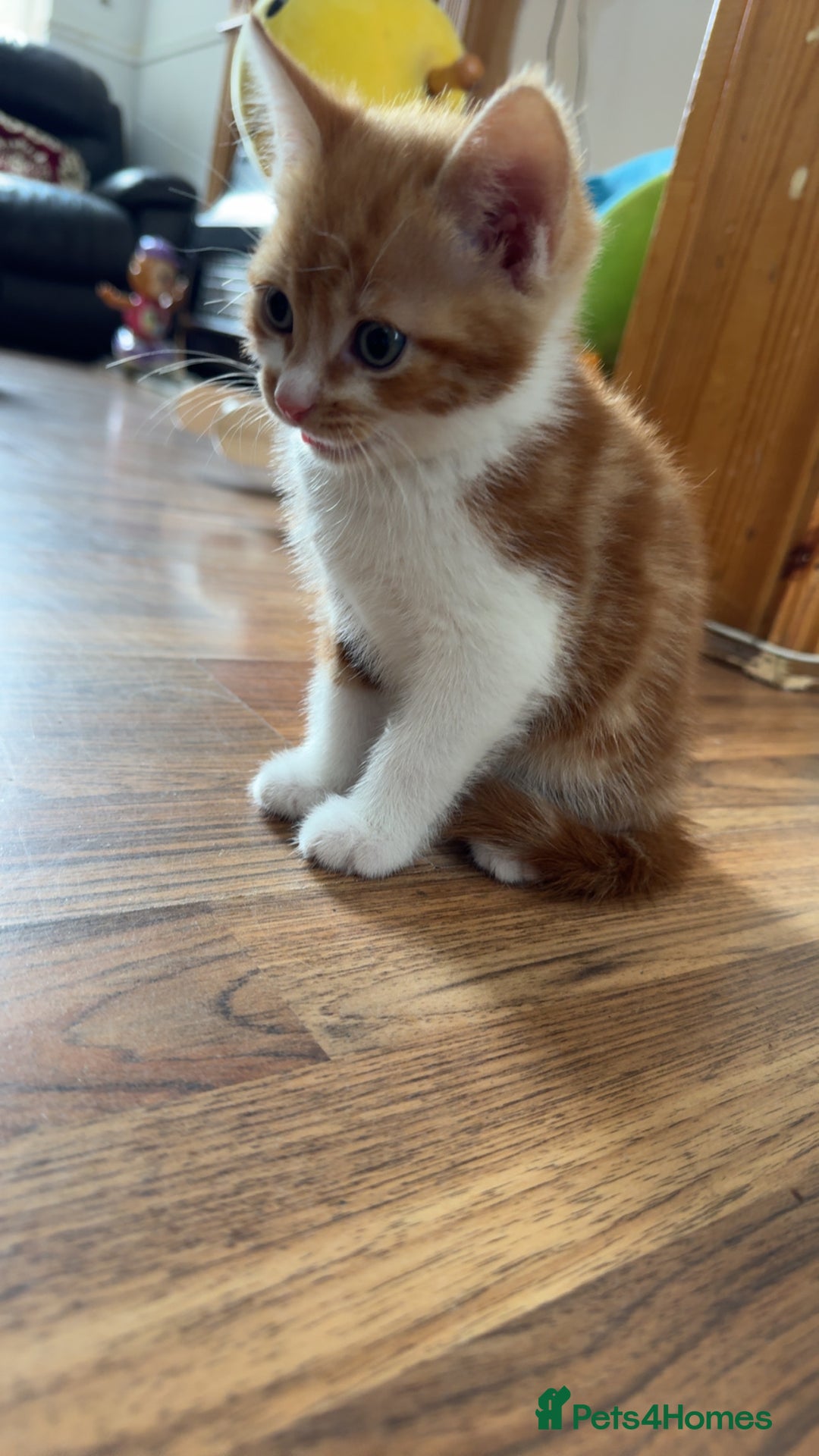 Mixed Breed cats for sale: White and ginger male kitten  - Image 4