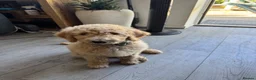 Goldendoodle dogs for sale: Beautiful golden doodle puppies for sale  - Advert 5