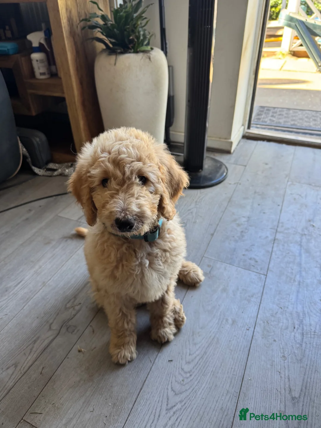 Goldendoodle dogs for sale: Beautiful golden doodle puppies for sale  - Advert 5