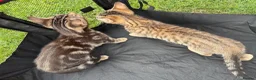 Mixed Breed cats for sale: Cheeky Whiskers Kittens Available  - Advert 5