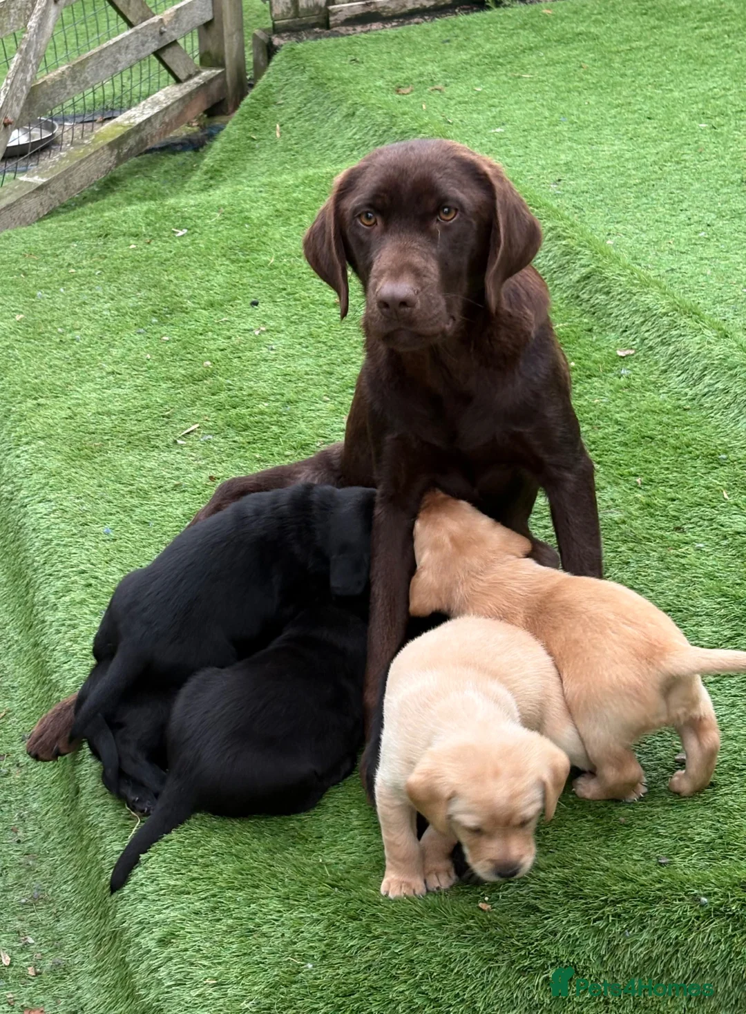 Labrador Retriever dogs for sale: Gorgeous Chunky Pedigree Labs - Advert 2