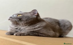 British Shorthair cats for sale: Adult British Shorthair for Sale - Image 10