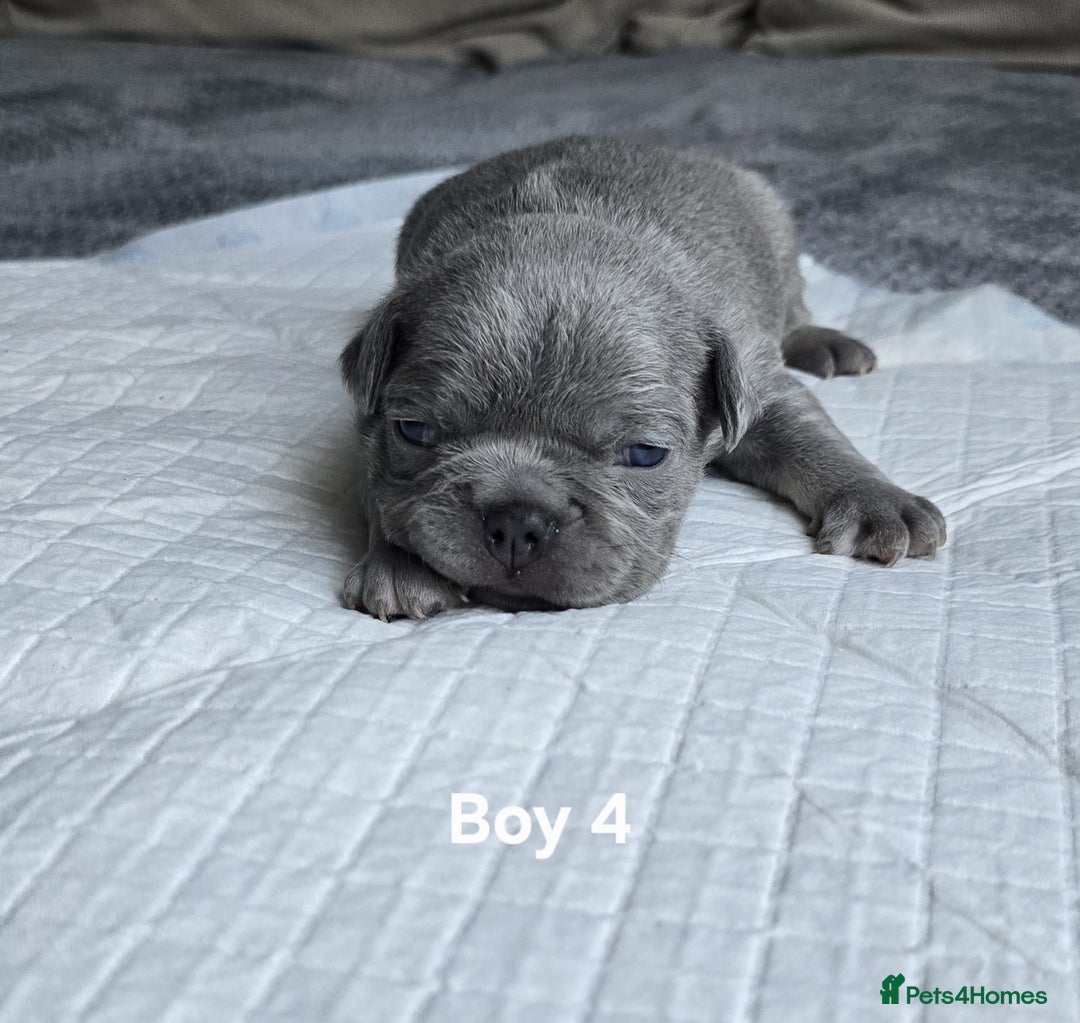 French Bulldog dogs for sale: French bulldog puppies  - Advert 5