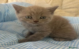 British Shorthair cats for sale: Beautiful cuddly, British short hair kittens  - Image 8