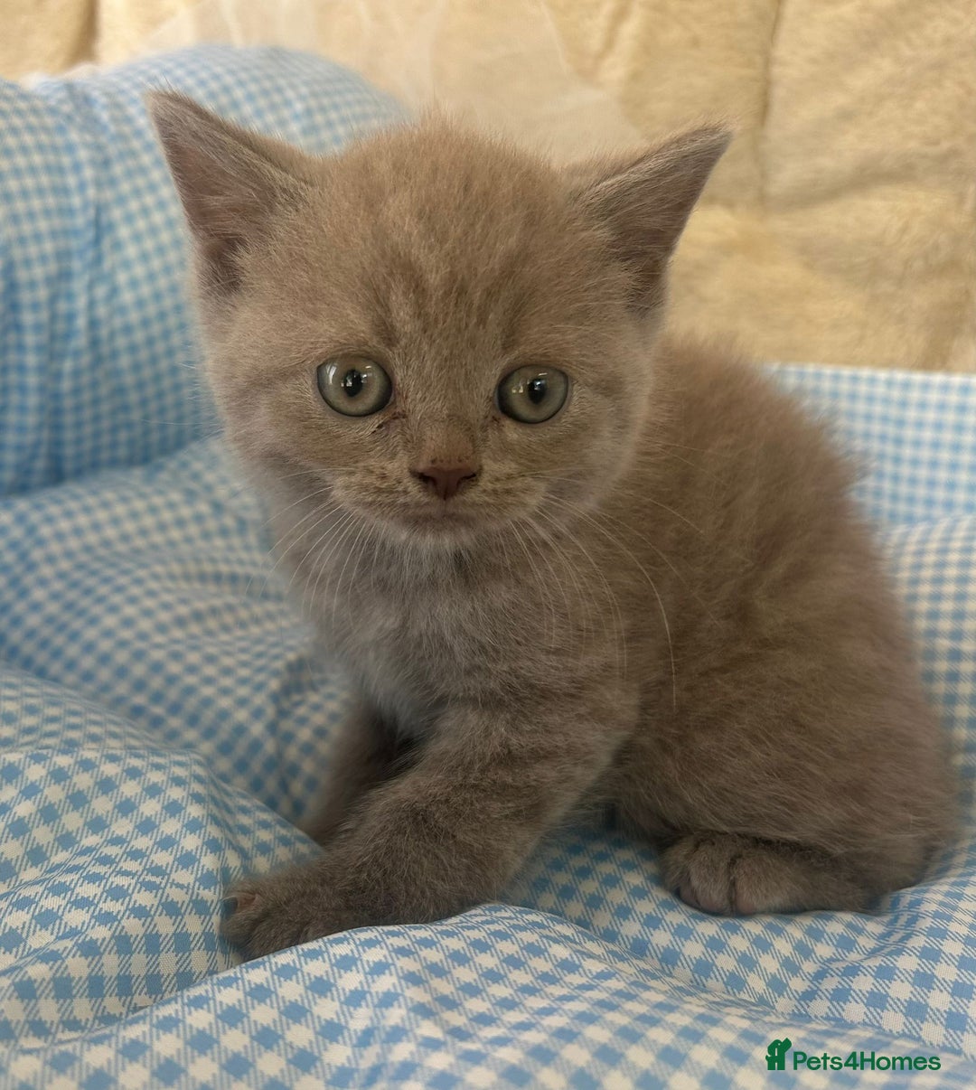 British Shorthair cats for sale: Beautiful cuddly, British short hair kittens  - Image 8