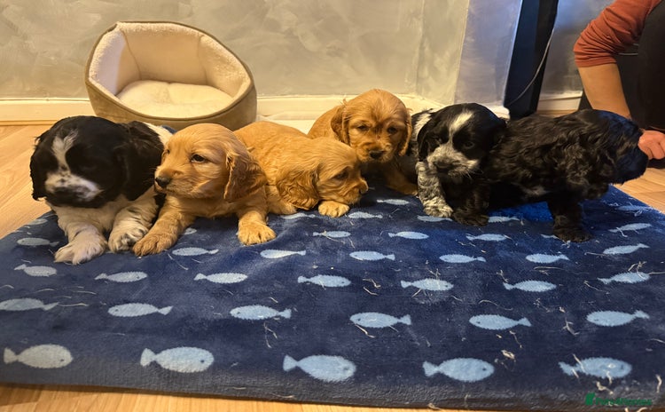 Cocker Spaniel dogs - Advert 4