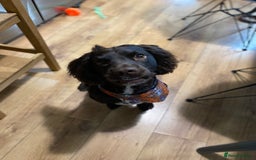 Sprocker dogs for stud: Bruno, stud available  - Image 2
