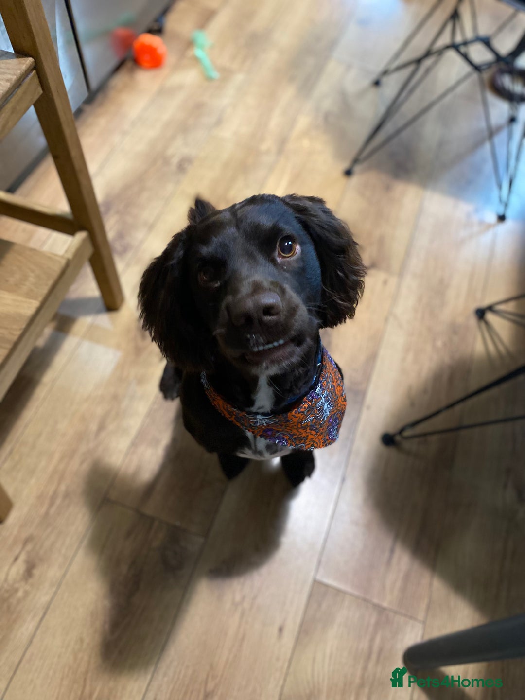 Sprocker dogs for stud: Bruno, stud available  - Image 2