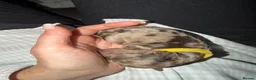 Cockapoo dogs for sale: Cockapoo experience from birth to home 12.5.26 🥰 - Advert 17