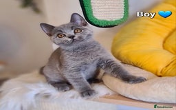 British Shorthair cats for sale: GCCF Lilac,Blue,Bicolor quality BSH kittens  - Image 6