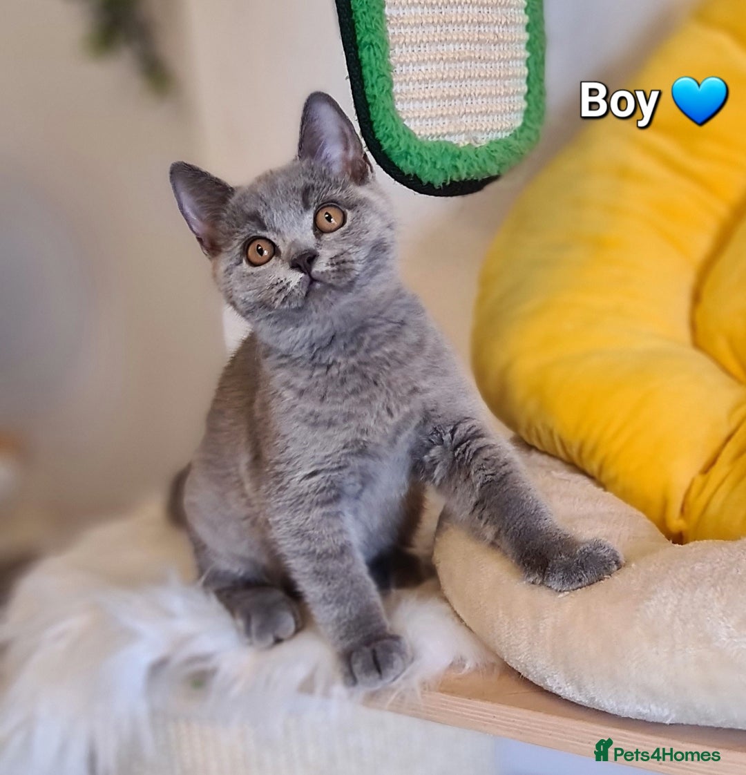 British Shorthair cats for sale: GCCF Lilac,Blue,Bicolor quality BSH kittens  - Image 6