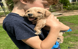 Labradoodle dogs for sale: Gorgeous F1b Labradoodle Puppies for loving homes. - Image 28