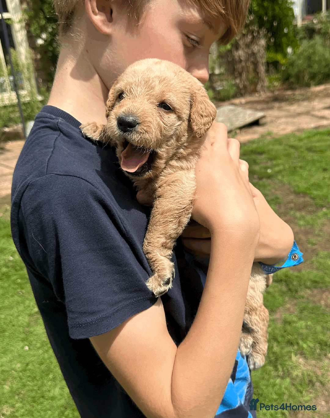 Labradoodle dogs for sale: Gorgeous F1b Labradoodle Puppies for loving homes. - Image 28